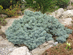 St. Mary's Broom Creeping Blue Spruce (Picea pungens 'St. Mary's Broom') at Sherwood Nurseries