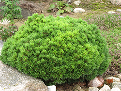 Mops Mugo Pine (Pinus mugo 'Mops') at Sherwood Nurseries