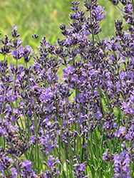 English Lavender (Lavandula angustifolia) at Sherwood Nurseries