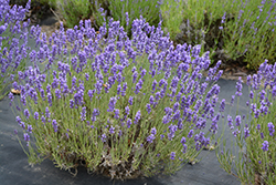 Hidcote Lavender (Lavandula angustifolia 'Hidcote') at Sherwood Nurseries