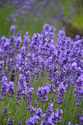 Hidcote Lavender (Lavandula angustifolia 'Hidcote') at Sherwood Nurseries