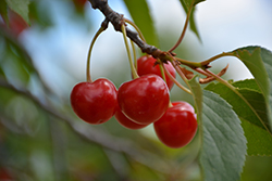 Montmorency Cherry (Prunus 'Montmorency') at Sherwood Nurseries
