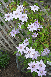 Nelly Moser Clematis (Clematis 'Nelly Moser') at Sherwood Nurseries