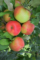 Honeycrisp Apple (Malus 'Honeycrisp') at Sherwood Nurseries