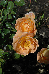 Oso Easy Peachy Cream Rose (Rosa 'Horcoherent') at Sherwood Nurseries