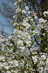 Carmine Jewel Cherry (tree form) (Prunus 'Carmine Jewel (tree form)') at Sherwood Nurseries