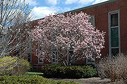 Saucer Magnolia (Magnolia x soulangeana) at Sherwood Nurseries