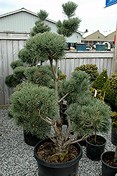 Watereri Scotch Pine (pom pom) (Pinus sylvestris 'Watereri (pom pom)') at Sherwood Nurseries