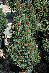 Columnar Mugo Pine (Pinus mugo 'Columnaris') at Sherwood Nurseries