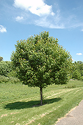 Northwood Red Maple (Acer rubrum 'Northwood') at Sherwood Nurseries