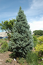 Upright Colorado Spruce (Picea pungens 'Fastigiata') at Sherwood Nurseries