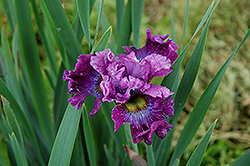 Strawberry Fair Siberian Iris (Iris sibirica 'Strawberry Fair') at Sherwood Nurseries