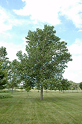 Tristis Poplar (Populus x tristis) at Sherwood Nurseries