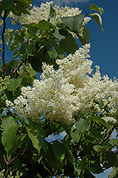 Ivory Silk Tree Lilac (tree form) (Syringa reticulata 'Ivory Silk (tree form)') at Sherwood Nurseries