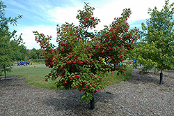 Hot Wings Tatarian Maple (Acer tataricum 'GarAnn') at Sherwood Nurseries