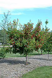 Ruby Slippers Amur Maple (Acer ginnala 'Ruby Slippers') at Sherwood Nurseries
