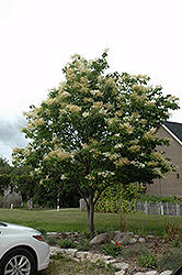 Japanese Tree Lilac (Syringa reticulata) at Sherwood Nurseries