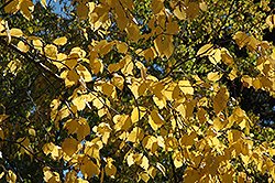 Paper Birch (Betula papyrifera) at Sherwood Nurseries