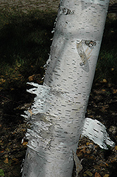 Paper Birch (Betula papyrifera) at Sherwood Nurseries