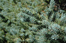 White Spruce (Picea glauca) at Sherwood Nurseries