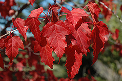 Amur Maple (Acer ginnala) at Sherwood Nurseries