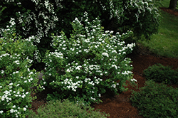 Tor Spirea (Spiraea betulifolia 'Tor') at Sherwood Nurseries