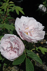 Snow Pavement Rose (Rosa 'Snow Pavement') at Sherwood Nurseries