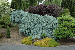 The Blues Colorado Blue Spruce (Picea pungens 'The Blues') at Sherwood Nurseries
