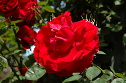Ramblin' Red Rose (Rosa 'Ramblin' Red') at Sherwood Nurseries