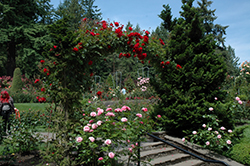 Ramblin' Red Rose (Rosa 'Ramblin' Red') at Sherwood Nurseries