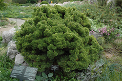 Sherwood Compact Mugo Pine (Pinus mugo 'Sherwood Compact') at Sherwood Nurseries