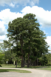Austrian Pine (Pinus nigra) at Sherwood Nurseries