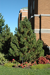 Tannenbaum Mugo Pine (Pinus mugo 'Tannenbaum') at Sherwood Nurseries