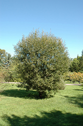 Pussy Willow (Salix discolor) at Sherwood Nurseries