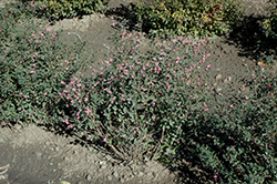 Candy Coralberry (Symphoricarpos x doorenbosii 'Kolmcan') at Sherwood Nurseries