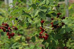 Chester Thornless Blackberry (Rubus 'Chester') at Sherwood Nurseries
