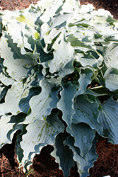 Dancing With Dragons Hosta (Hosta 'Dancing With Dragons') at Sherwood Nurseries