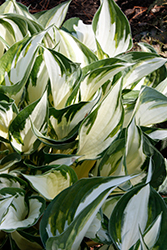 Fire and Ice Hosta (Hosta 'Fire and Ice') at Sherwood Nurseries