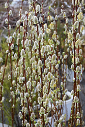 Pussy Willow (Salix discolor) at Sherwood Nurseries