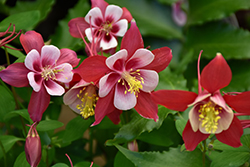 Origami Red and White Columbine (Aquilegia 'Origami Red and White') at Sherwood Nurseries