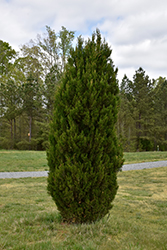 Spartan Juniper (Juniperus chinensis 'Spartan') at Sherwood Nurseries