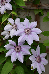 Nelly Moser Clematis (Clematis 'Nelly Moser') at Sherwood Nurseries