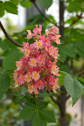 Fort McNair Red Horse Chestnut (Aesculus x carnea 'Fort McNair') at Sherwood Nurseries