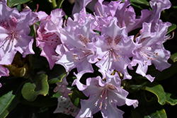 Pohjola's Daughter Rhododendron (Rhododendron 'Pohjola's Daughter') at Sherwood Nurseries