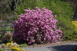P.J.M. Elite Rhododendron (Rhododendron 'P.J.M. Elite') at Sherwood Nurseries