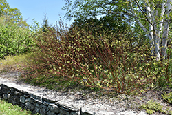 Bailey's Red Twig Dogwood (Cornus sericea 'Baileyi') at Sherwood Nurseries
