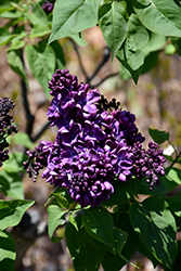 Agincourt Beauty Lilac (Syringa vulgaris 'Agincourt Beauty') at Sherwood Nurseries