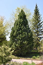 Swiss Stone Pine (Pinus cembra) at Sherwood Nurseries