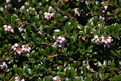 Bearberry (Arctostaphylos uva-ursi) at Sherwood Nurseries
