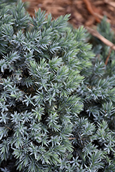 Blue Star Juniper (Juniperus squamata 'Blue Star') at Sherwood Nurseries